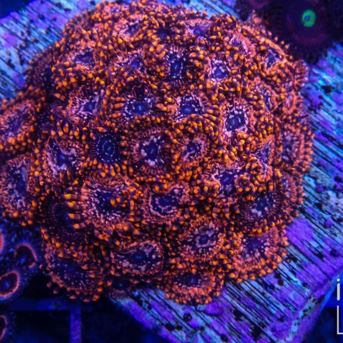 Zoanthus utter chaos (cut to order)