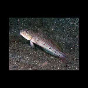 Valenciennea Longipinnis