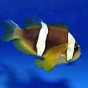 Amphiprion Bicinctus (Pearl Eye) T.B.