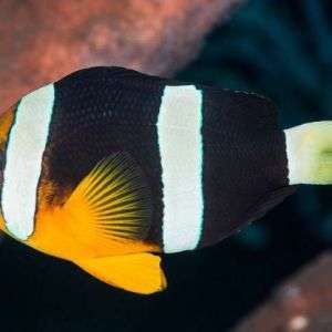 Amphiprion clarkii
