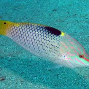 Halichoeres Hortulanus