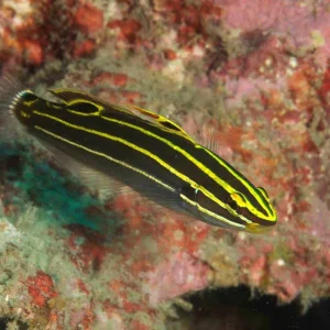 Koumansetta Hectori