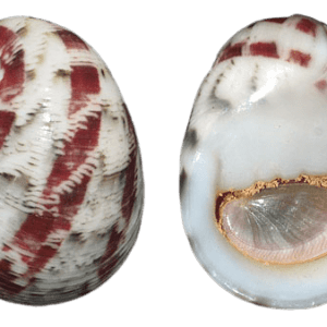 Nerita polita (turbo snail)