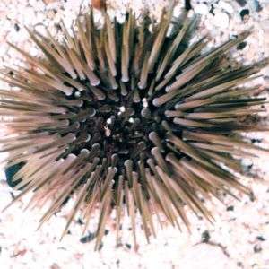 Echinometra Mathaei - Rock Burrowing Urchin