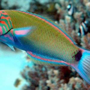 Thalassoma Lunare