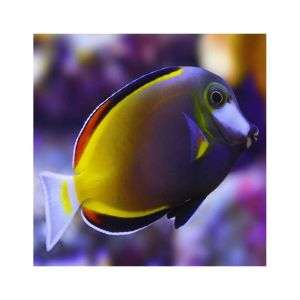 Acanthurus Japonicus - Powder Brown Tang (M)
