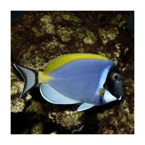 Acanthurus Leucosternon - Powder Blue Tang (M)