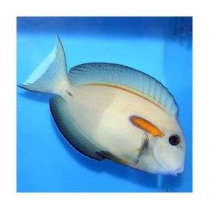 Acanthurus Olivaceus juv (M)