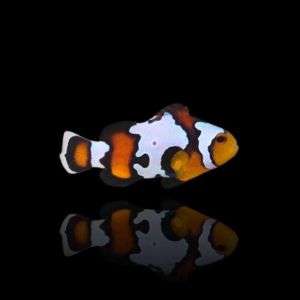 Amphiprion Percula Picasso