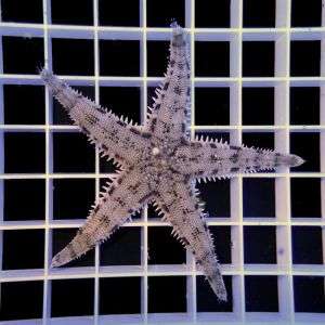 Archaster Typicus - Sand Sifting Sea Star