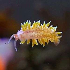 Berghia Nudibranch (aiptasia)
