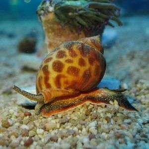 Babylon Snail- BUCCINULUM CORNEUM