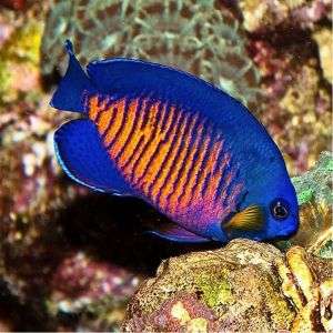Centropyge Bispinosa - Coral Beauty Angelfish