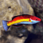 Cirrhilabrus Naokoae (F)