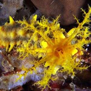 Colochirus Robustus - Yellow Sea Cucumber