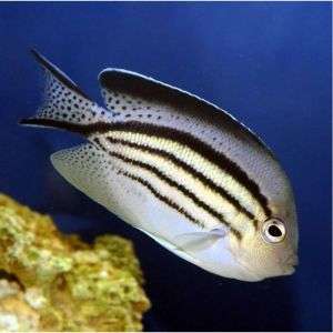 Genicanthus Lamarck - Lamarck's Angelfish (M)
