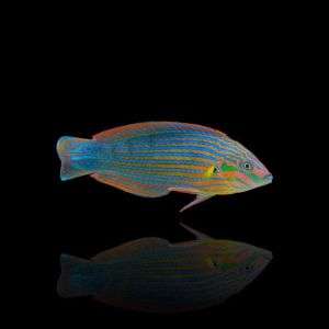 Halichoeres Melanurus XL - Tail Spot Wrasse