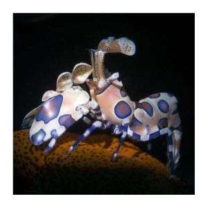 Hymenocera Elegans/picta - Harlequin Shrimp