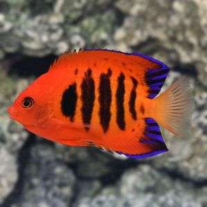 Flame Angelfish-(Centropyge loricula)