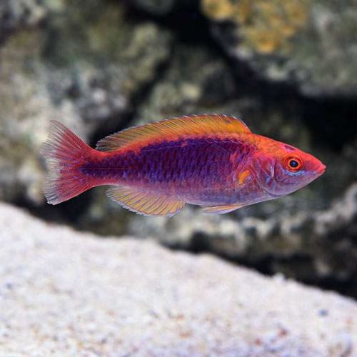 Cirrhilabrus Lubbocki – Lubbock’s wrasse (M)
