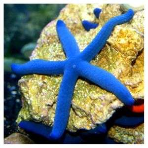 Linckia Laevigata - Blue Linckia Sea Star