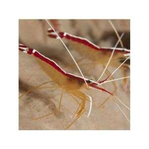 Lysmata Amboinensis - Cleaner Shrimp