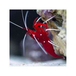 Lysmata Debelius - Blood Red Fire Shrimp