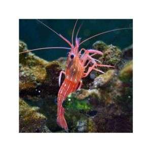 Lysmata Wurdemanni - Peppermint Shrimp
