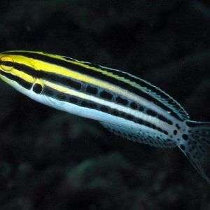 Meiacanthus grammistes (Striped Blenny)