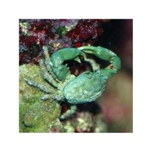 MITHRAX SCULPTUS SP. - EMERALD CRAB
