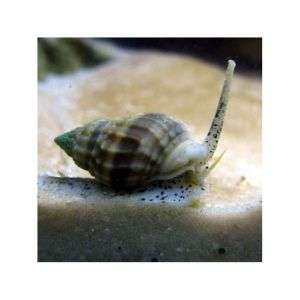 Nassarius Vibex - Nassarius Snail