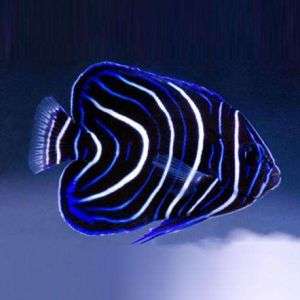 Pomacanthus semicirculatus