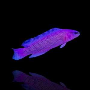 PSEUDOCHROMIS FRIDMANI