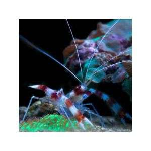 Stenopus Hispidus - Banded Coral Shrimp
