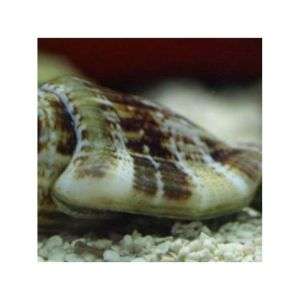 Strombus Gibberulus - Fighting Conch