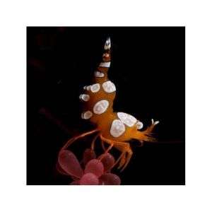 Thor Amboinensis - Sexy Anemone Shrimp