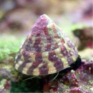 Trochus Snail
