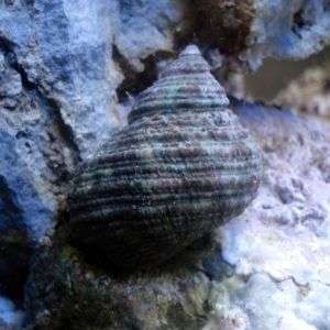 Turbo Brunneus - Green Turbo Seashells