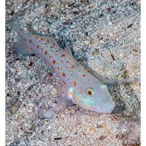 Valencienna Puellaris - Diamond Watchman Goby (M)