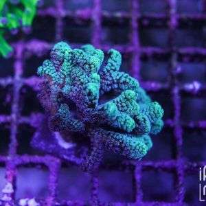 Seriatopora caliendrum
