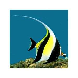 Zanclus Cornutus (M)- Moorish Idol