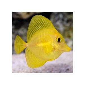 Zebrasoma Flavescens - Yellow Tang - Captive Bred