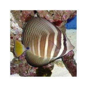 Zebrasoma Veliferum - Sailfin Tang (M)