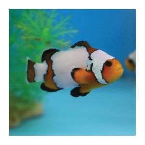 Amphiprion Ocellaris Snowflake