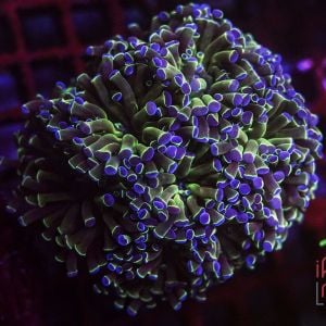 Euphyllia sp. ( Per Head )