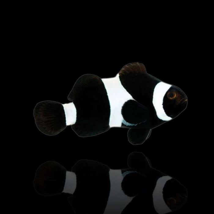 Amphiprion Ocellaris Black – Black Clowfish