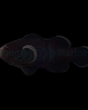 Amphiprion ocellaris (Midnight)