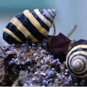 Bumble Bee Snail