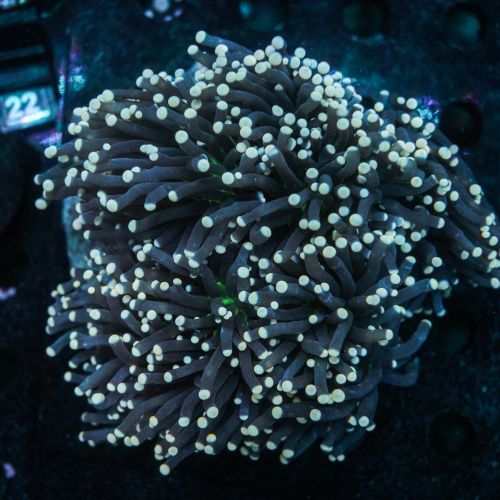 Euphyllia Torch Black White Tip (Per Head)