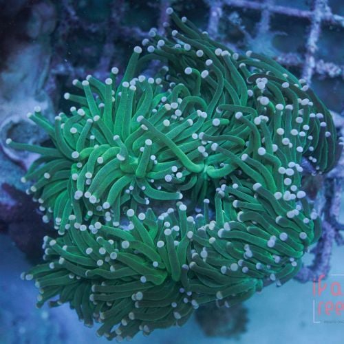 Euphyllia Torch Green Metallic (Per Head)
